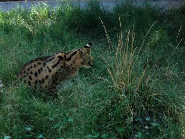 Photos: Should African serval cats be kept in homes?