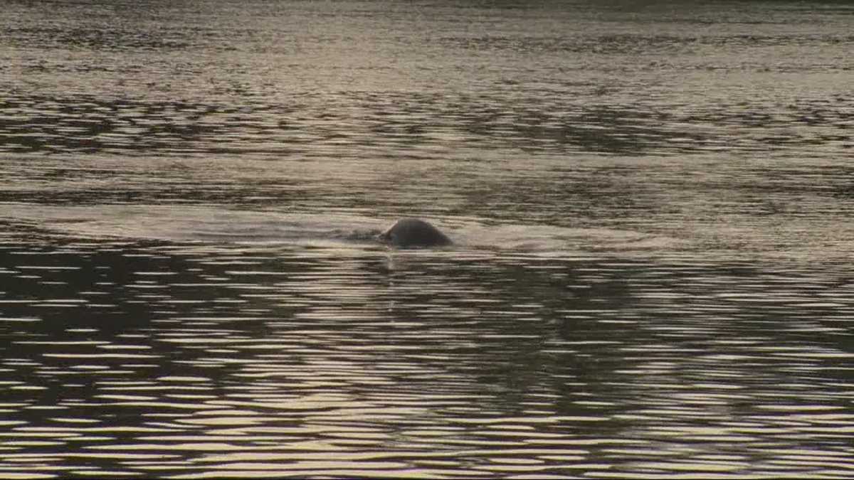 Concerns grow over sea lions along Sacramento waterways