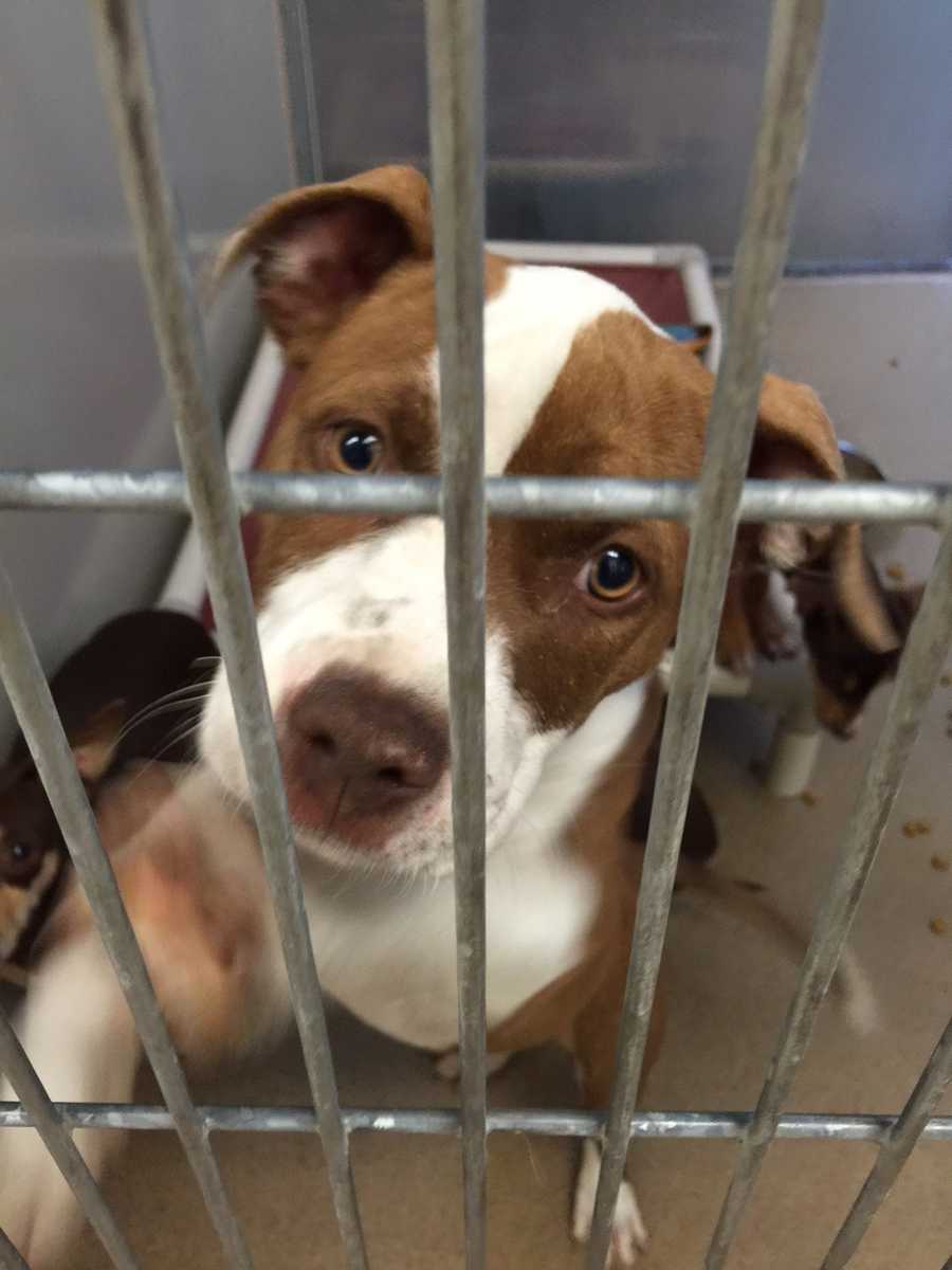 Adorable dogs at Sacramento Co. shelter want to go home with you