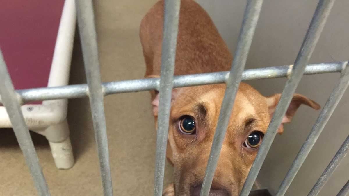 Adorable dogs at Sacramento Co. shelter want to go home with you