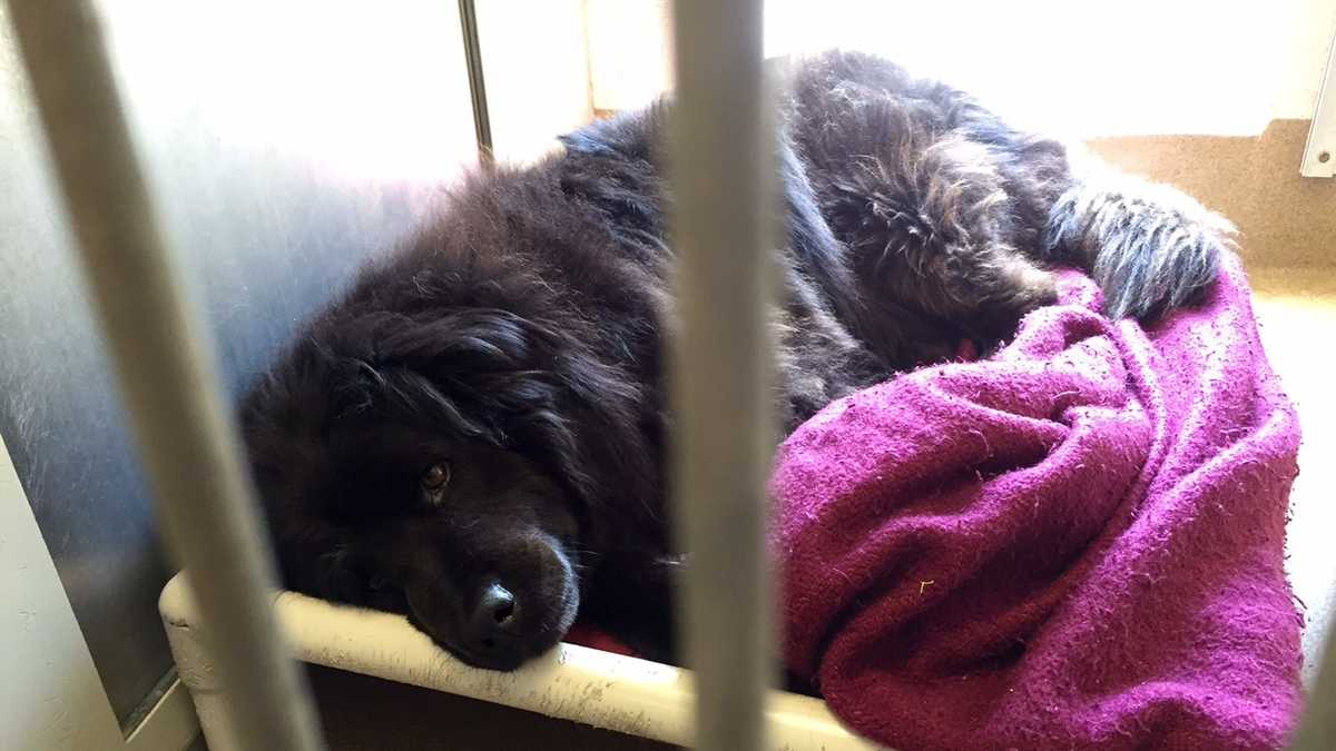 Adorable dogs at Sacramento Co. shelter want to go home with you