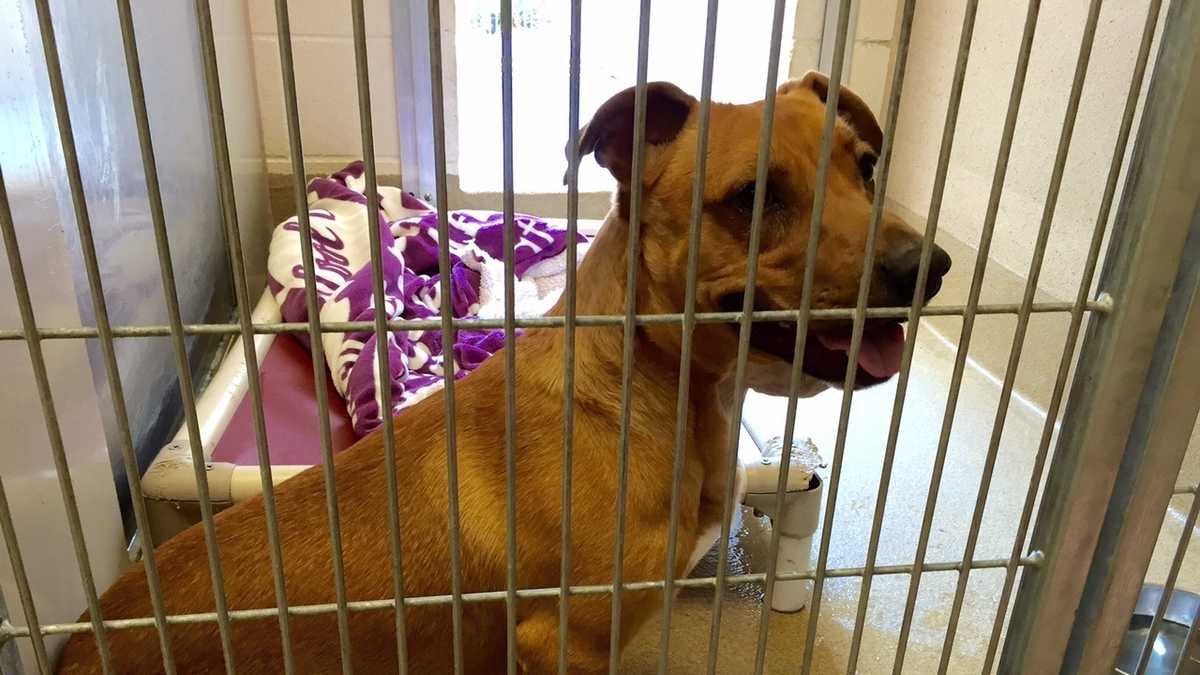 Adorable dogs at Sacramento Co. shelter want to go home with you