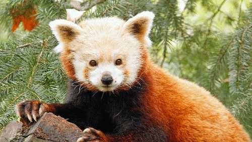 Sacramento Zoo's oldest red panda dies at age 19