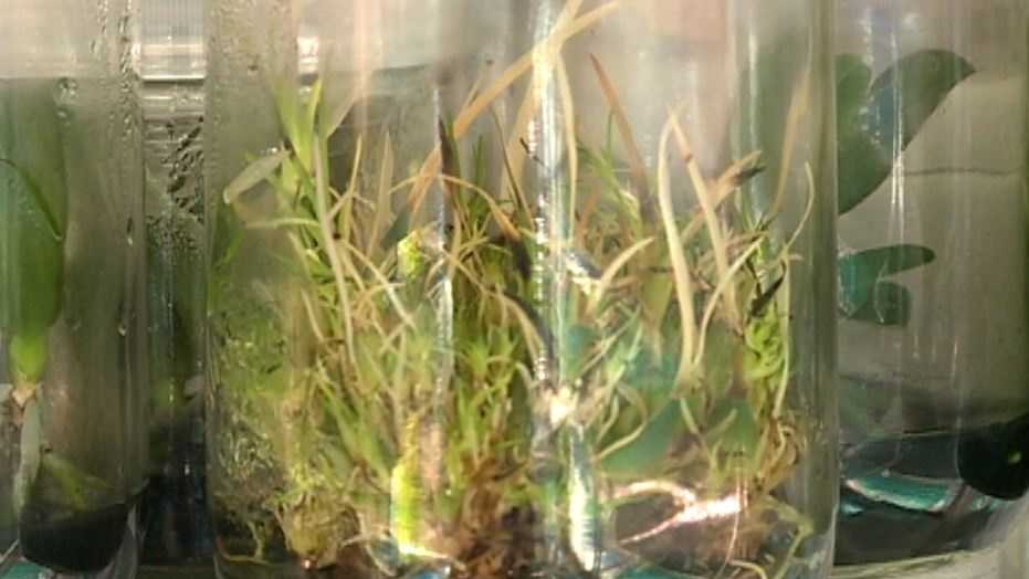 Rare plants kept alive at Omaha zoo