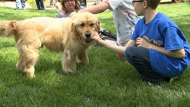 golden retriever puppies rescued from turkey golden retriever omaha dogs from turkey find new home thanks to golden retriever golden retriever puppies rescued from turkey golden retriever omaha dogs from turkey find new home thanks to golden retriever
