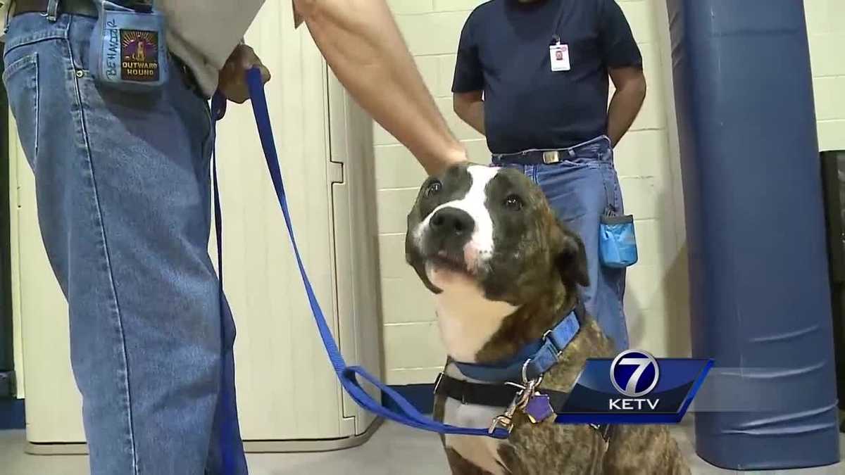 rescue dogs iowa iowa correctional facility program allows inmates to rescue dogs for veterans rescue dogs iowa iowa correctional facility program allows inmates to rescue dogs for veterans
