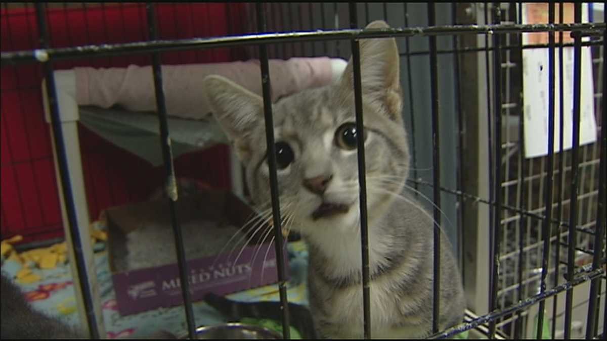 KC Pet Project fills up as pet surrenders surge