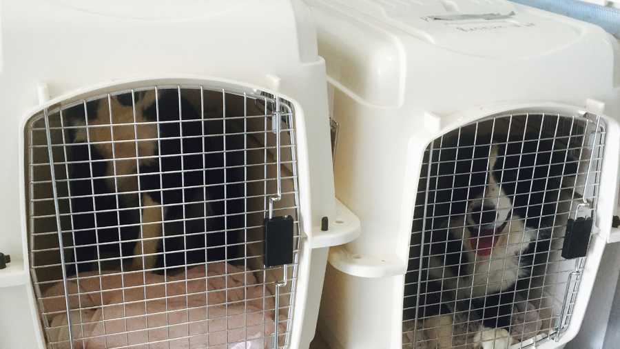 border collie puppies missouri 9 border collies rescued from home in northern missouri border collie puppies missouri 9 border collies rescued from home in northern missouri