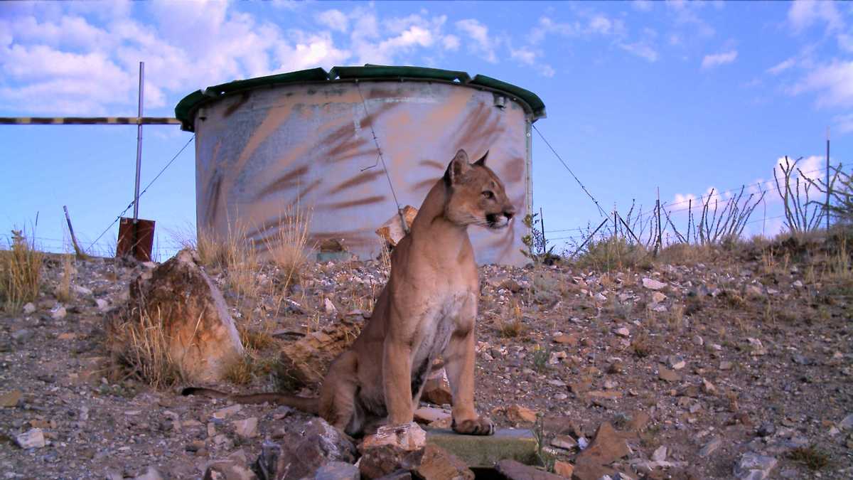 Up close photos of New Mexico wildlife at drinker