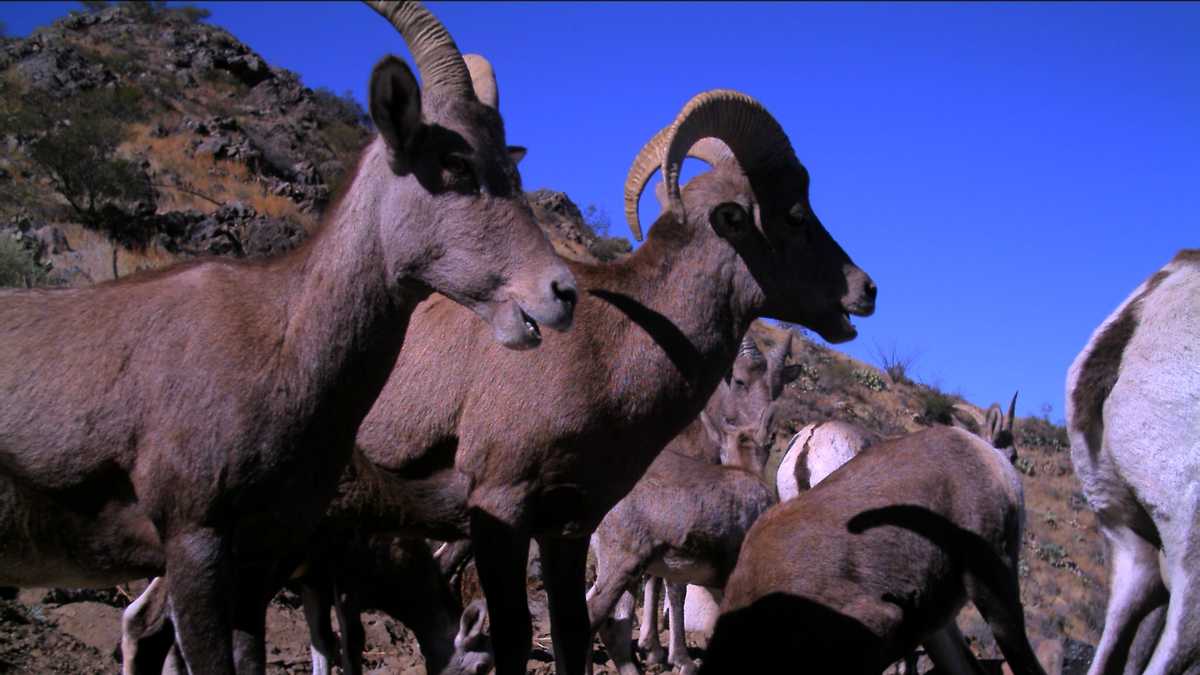 Up close photos of New Mexico wildlife at drinker