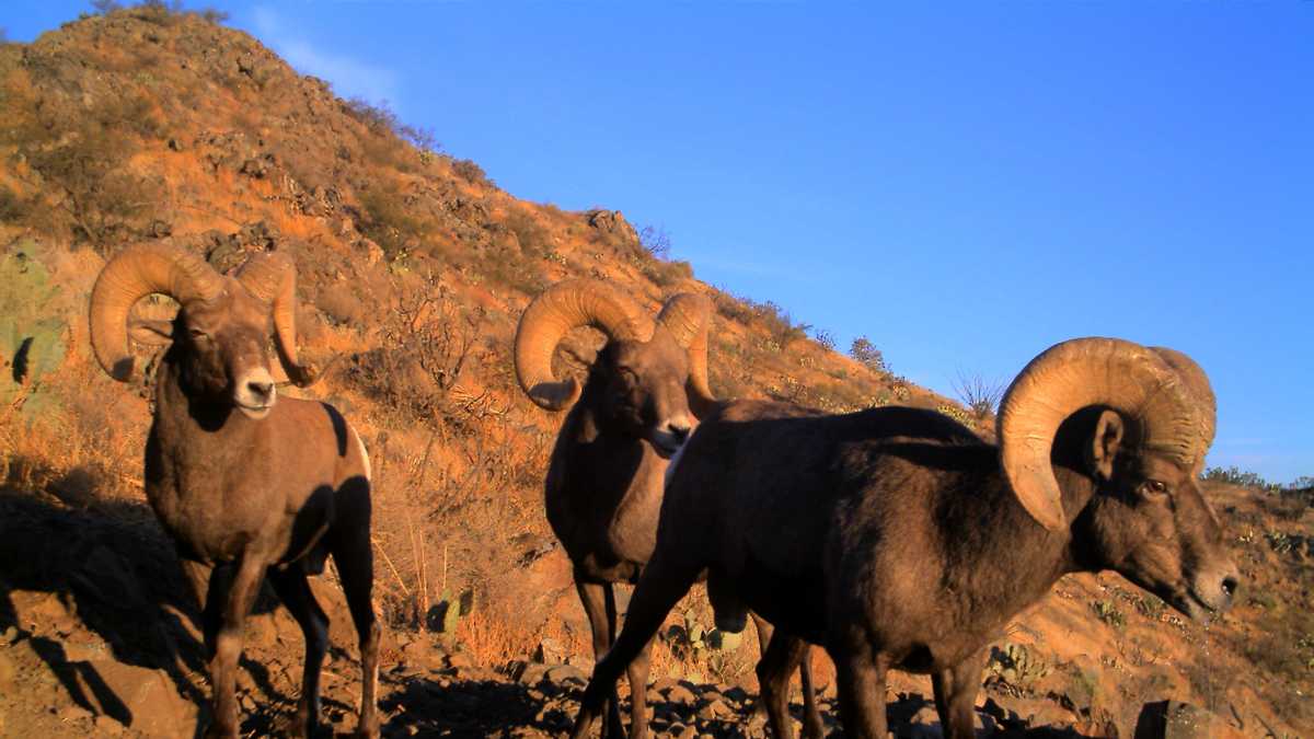 Up close photos of New Mexico wildlife at drinker