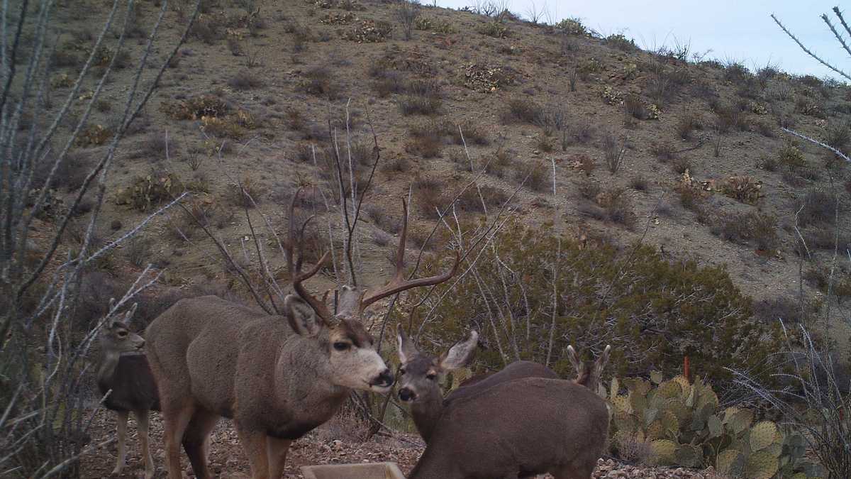 Up close photos of New Mexico wildlife at drinker