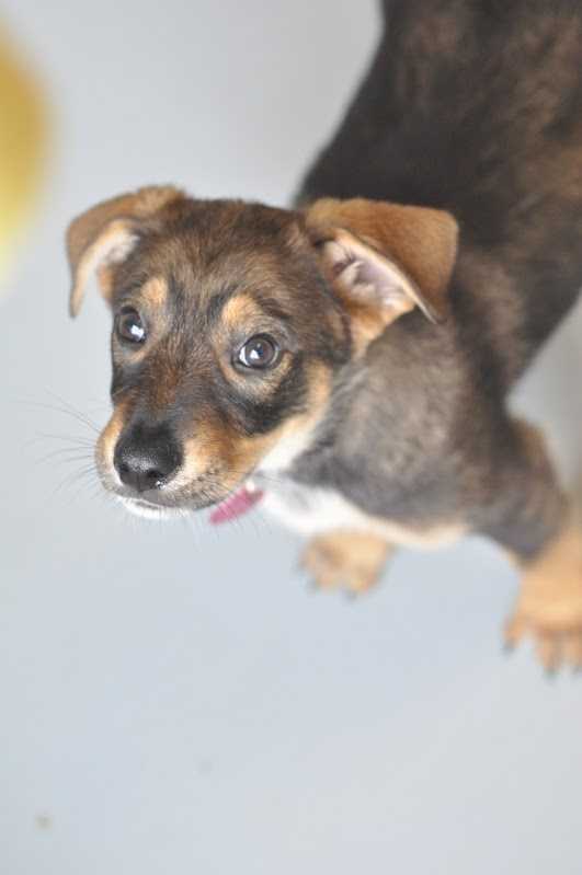 humane society puppies for adoption photos puppies available for adoption with humane society humane society puppies for adoption photos puppies available for adoption with humane society