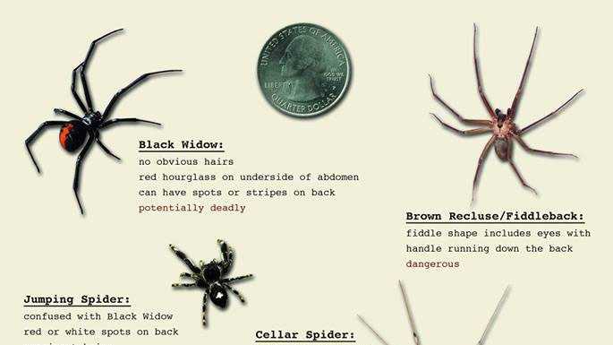 OSU offers spider identification tips