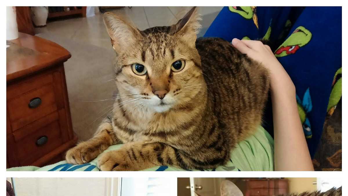 Lost and Found Pets around Oklahoma