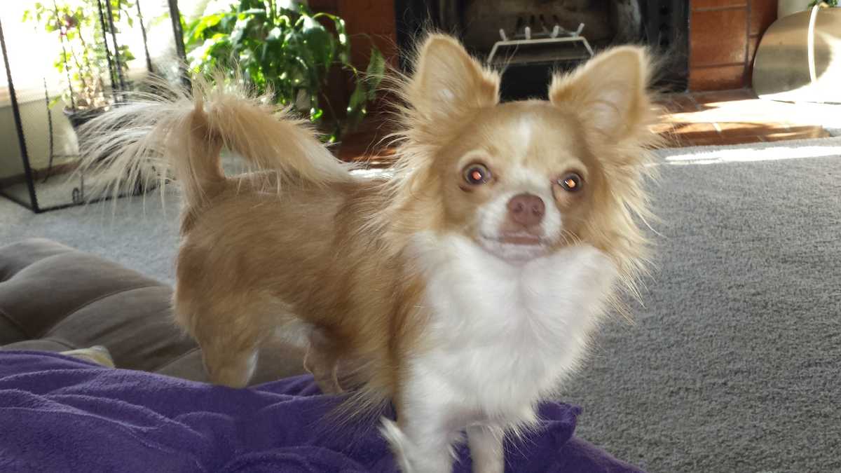 Lost and Found Pets around Oklahoma