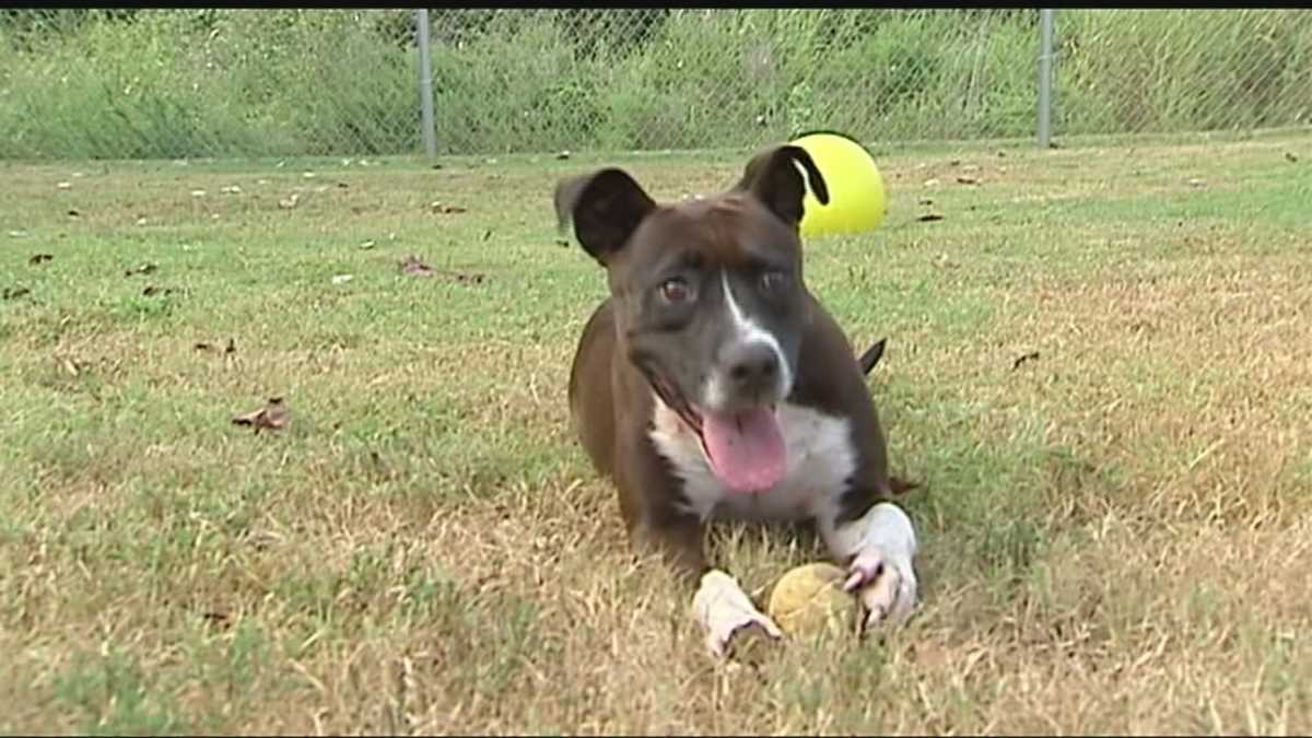 Puddin' returned to Edmond Animal Shelter