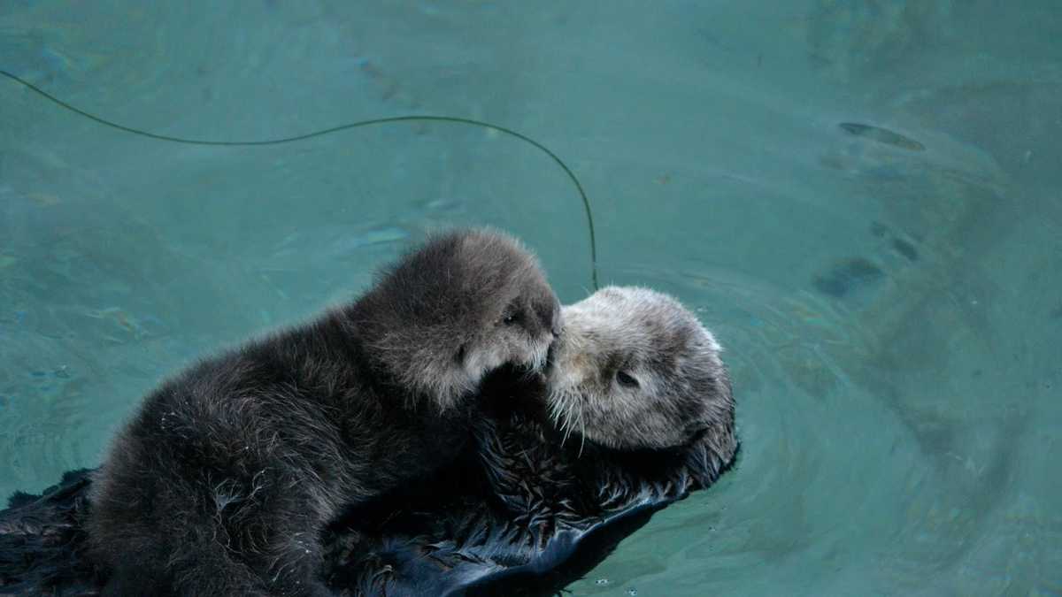 photos: adorable sea otter pups in monterey