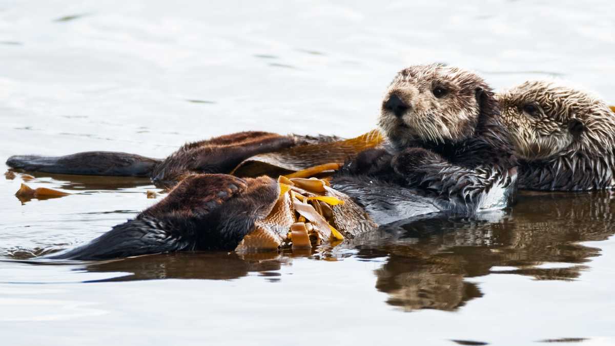 Sea otters shot in Pacific Grove; $21,000 reward offered