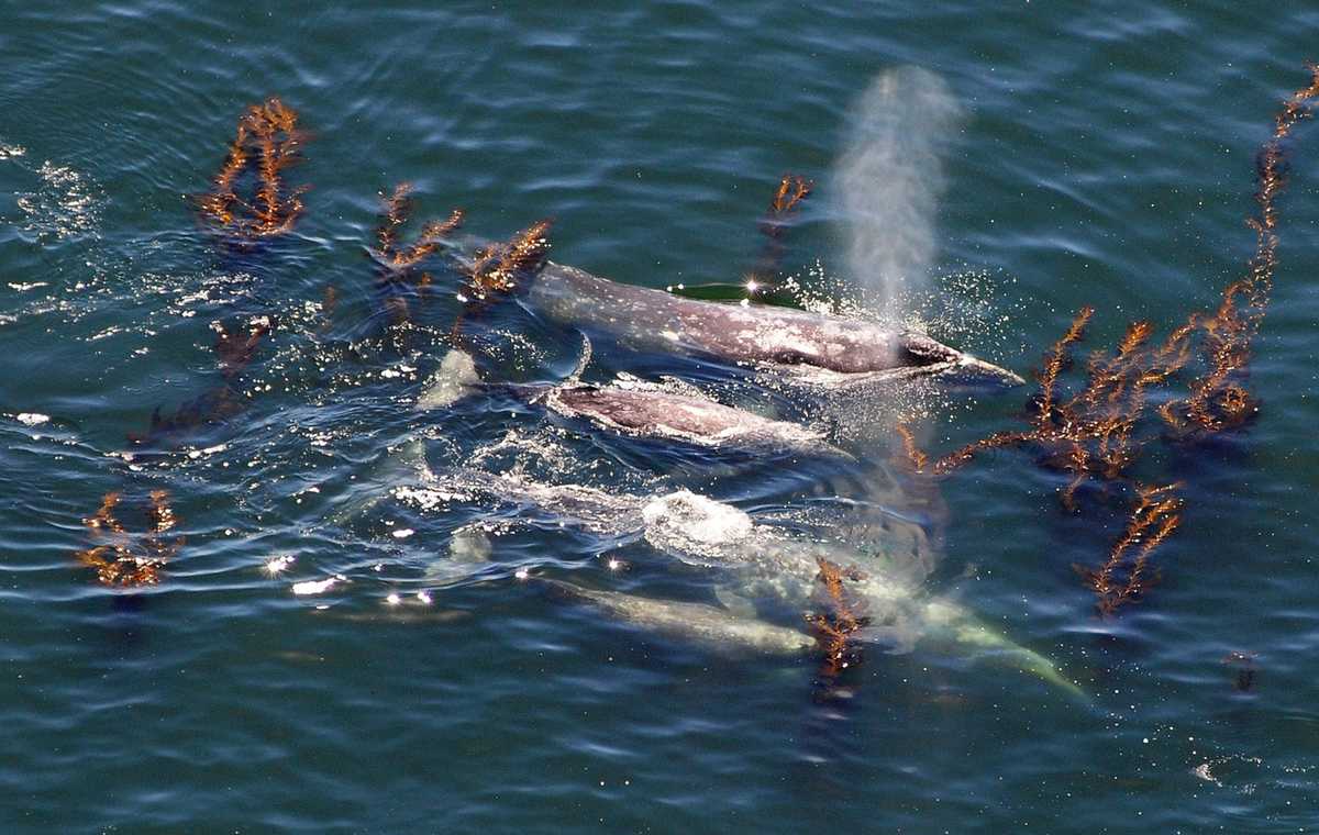 gray whale migration peaks in monterey bay gray whale migration peaks in monterey bay