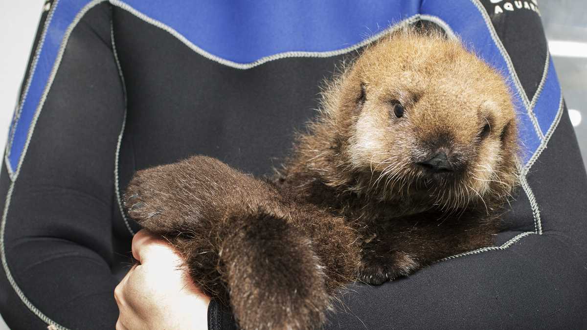 PHOTOS: Sea otter pup rescued from beach north of Santa Cruz