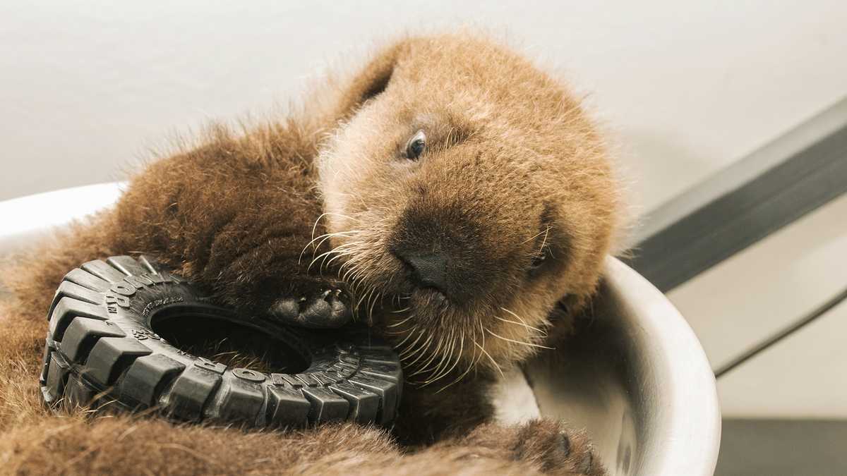 PHOTOS: Sea otter pup rescued from beach north of Santa Cruz