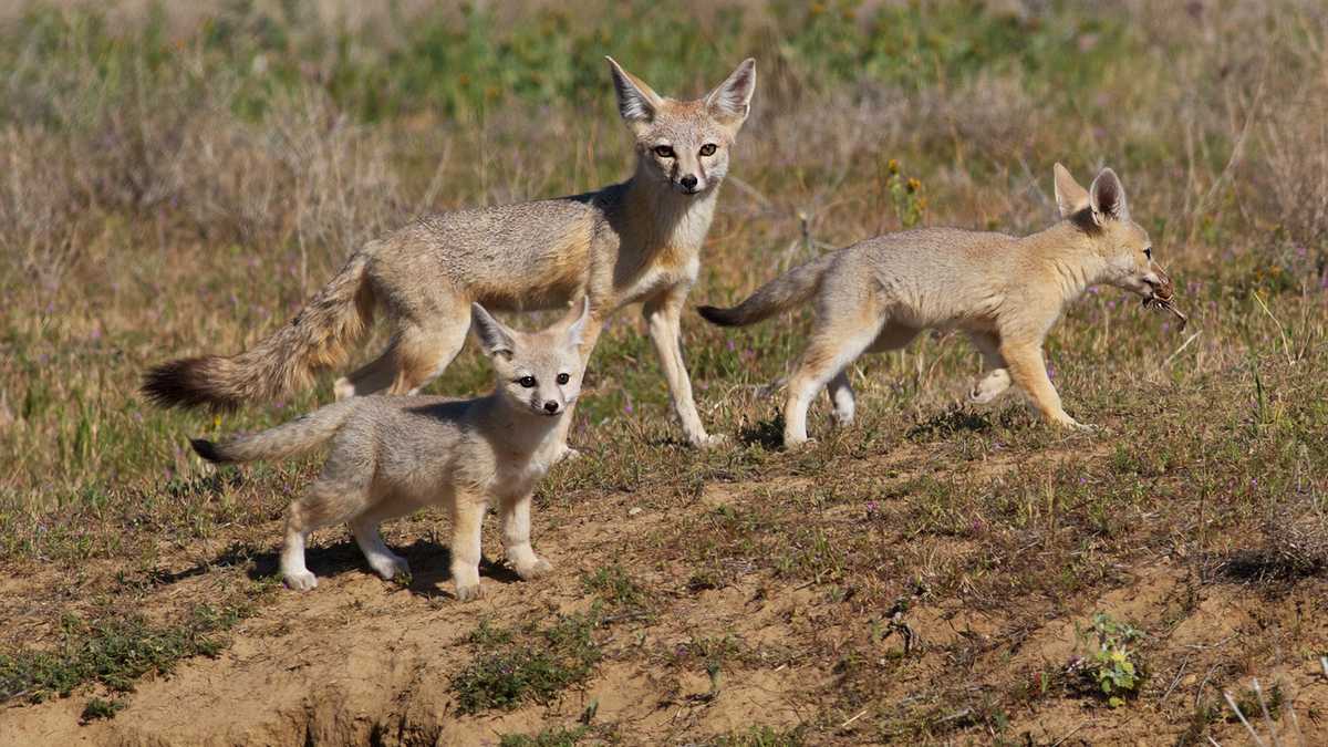 PHOTOS Cute kit foxes in California
