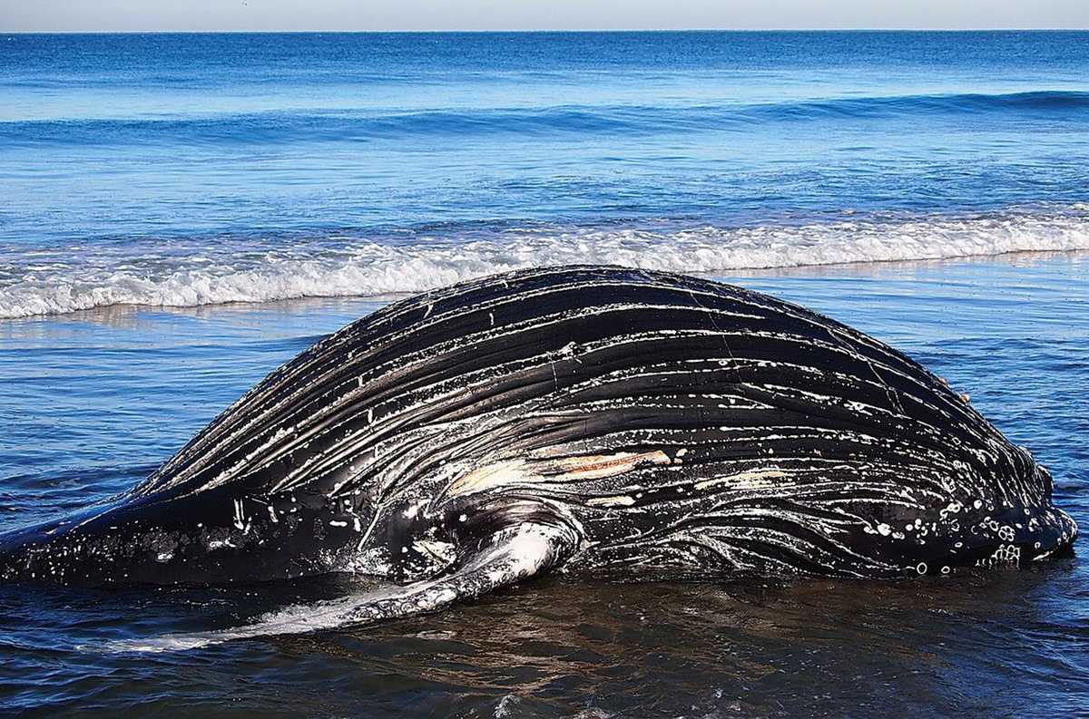 humpback whale washes ashore on new york beach