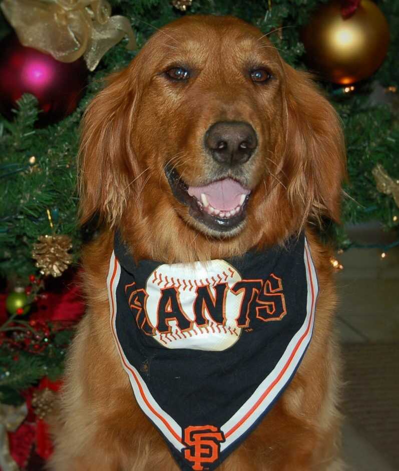 northern ca golden retriever rescue your cutest pet photos on ulocal northern ca golden retriever rescue your cutest pet photos on ulocal
