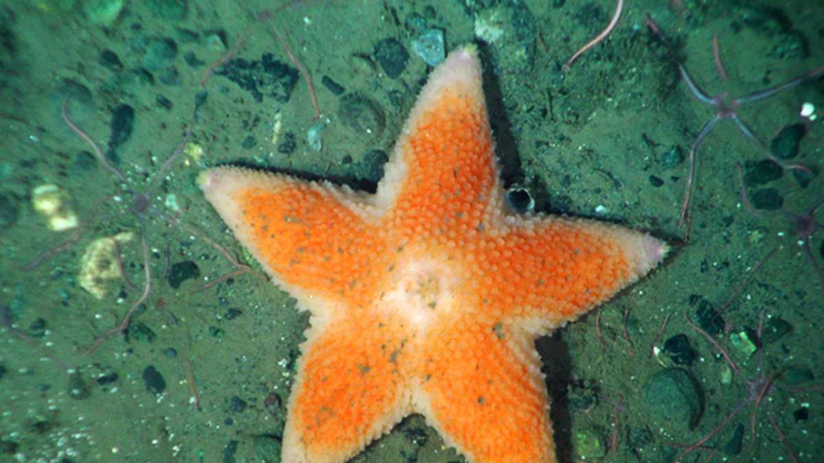 Starfish babies offer glimmer of hope amid mass die-off