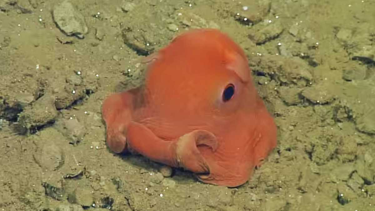 'Adorabilis' octopus on display at Monterey Bay Aquarium