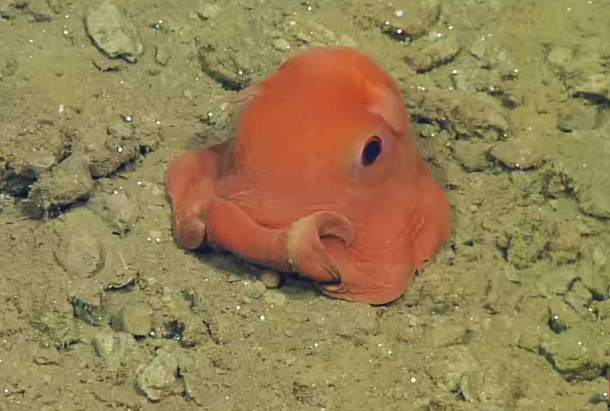 'Adorabilis' octopus on display at Monterey Bay Aquarium