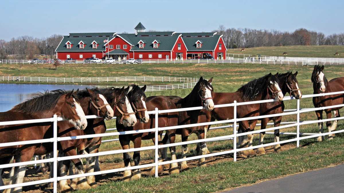 Budweiser Clydesdales are coming to the Bay Area