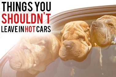 Things you shouldn't leave in hot cars