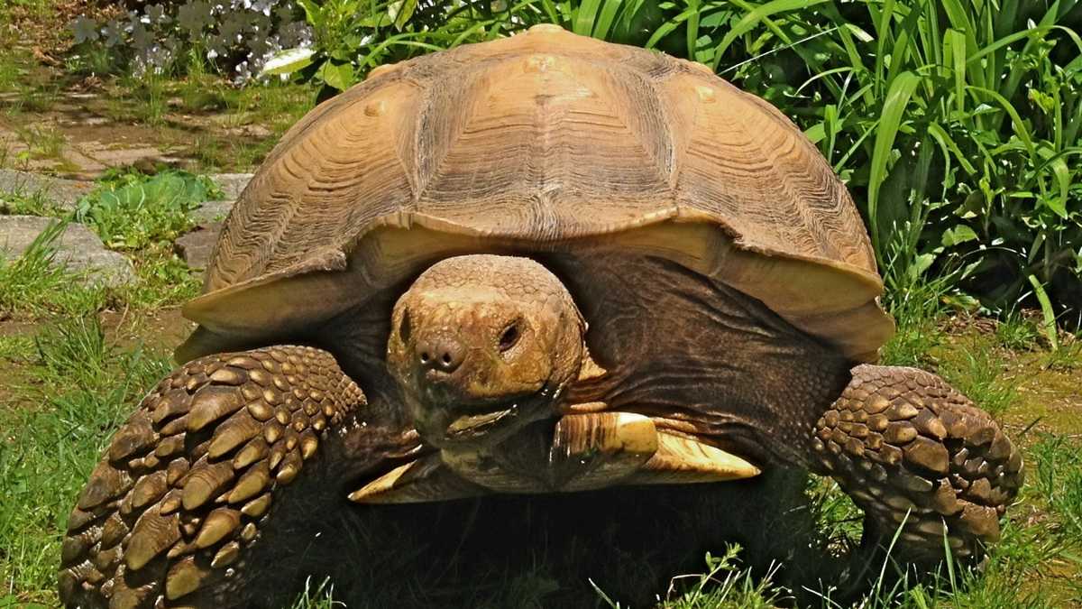 Missing tortoise, 'Tortley,' found