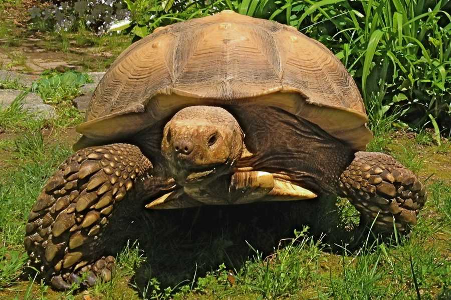 Missing tortoise, 'Tortley,' found