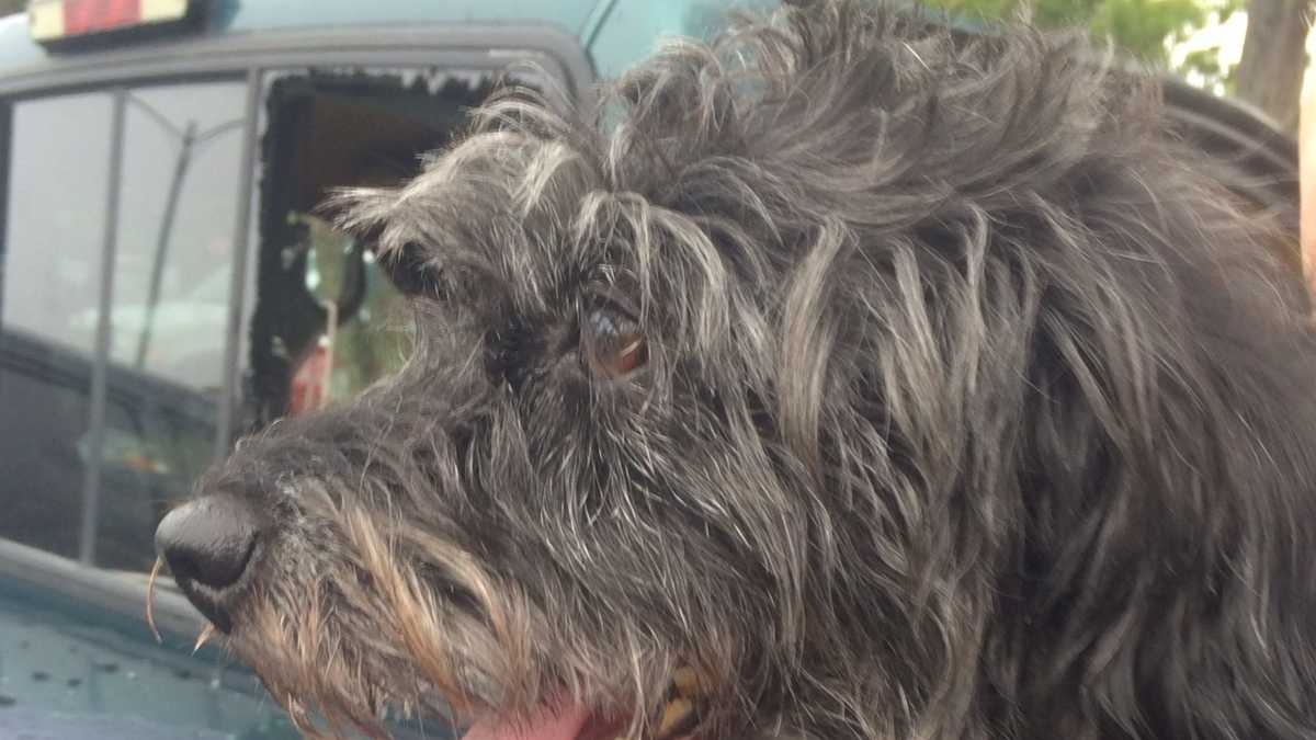 Police Say Dog Hot Weather Police Say Dog Hot Weather