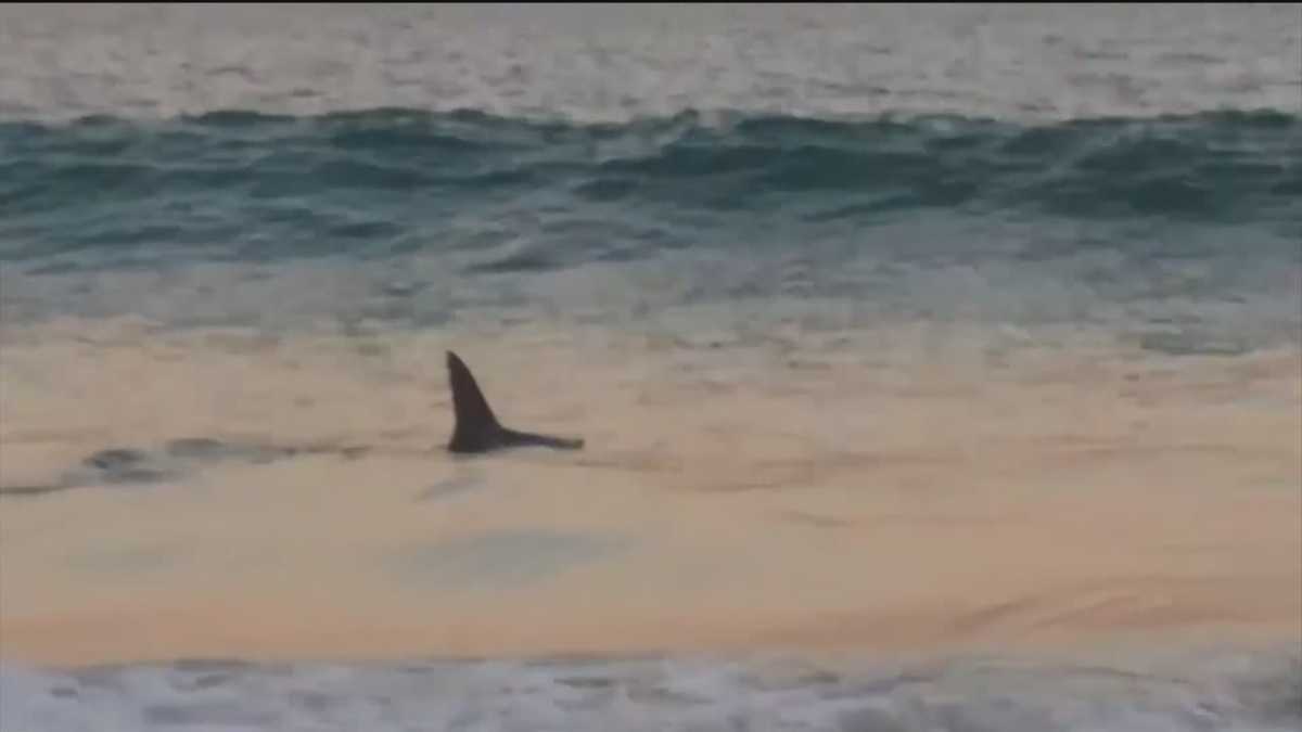 Shark spotted on Ocean City shore