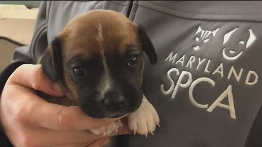 Maryland SPCA rescues 16 dogs from West Virginia