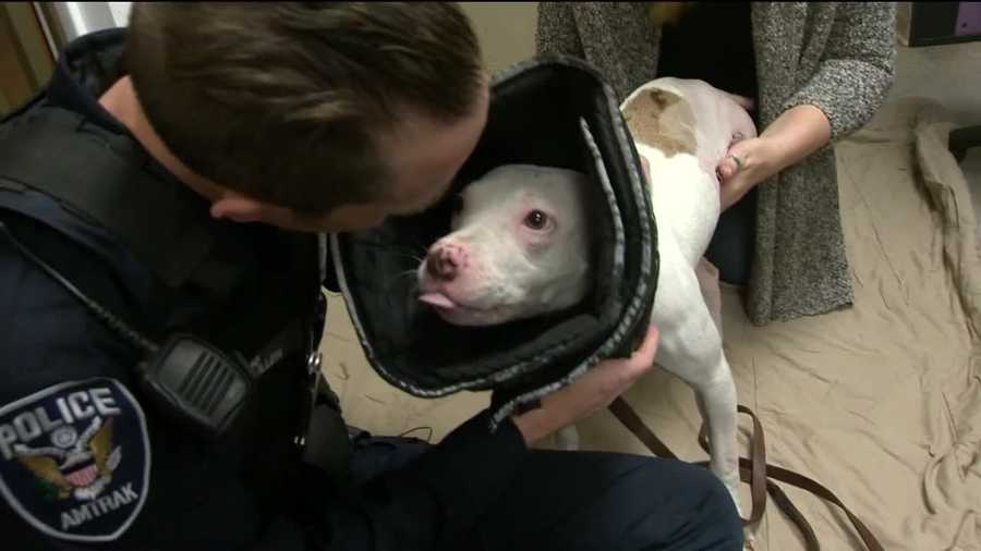 Baltimore Train Dog Baltimore Train Dog