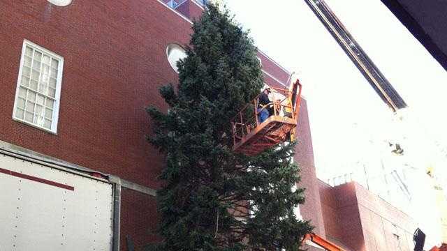 45 Foot Evergreen Wins Perfect Christmas Tree Contest 45 Foot Evergreen Wins Perfect Christmas Tree Contest