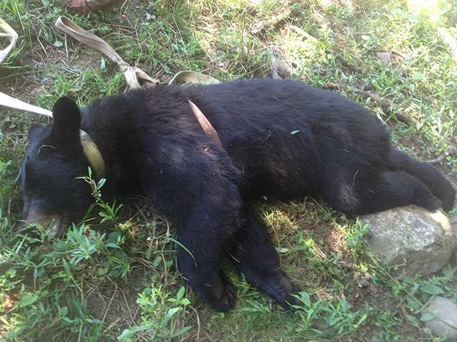 Man shoots bear in East Brookfield