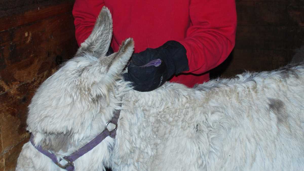 35 'abused' animals rescued from unlicensed petting zoo