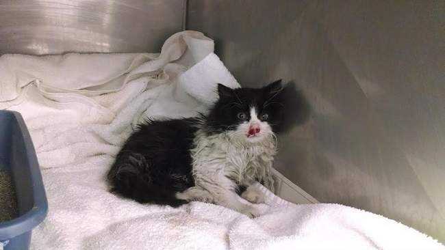 Kitten Rescued After Being Tossed From Car