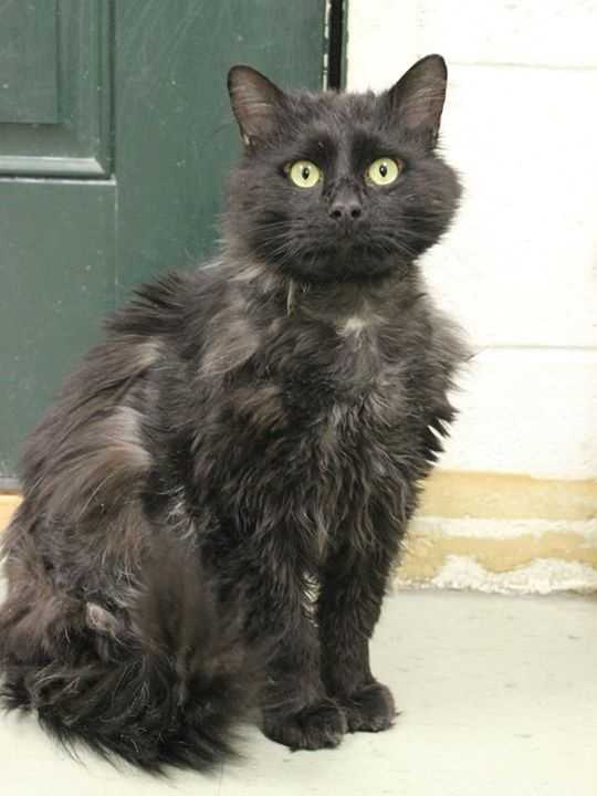 buddy sudbury ma these adorable pets need new homes maybe yours buddy sudbury ma these adorable pets need new homes maybe yours