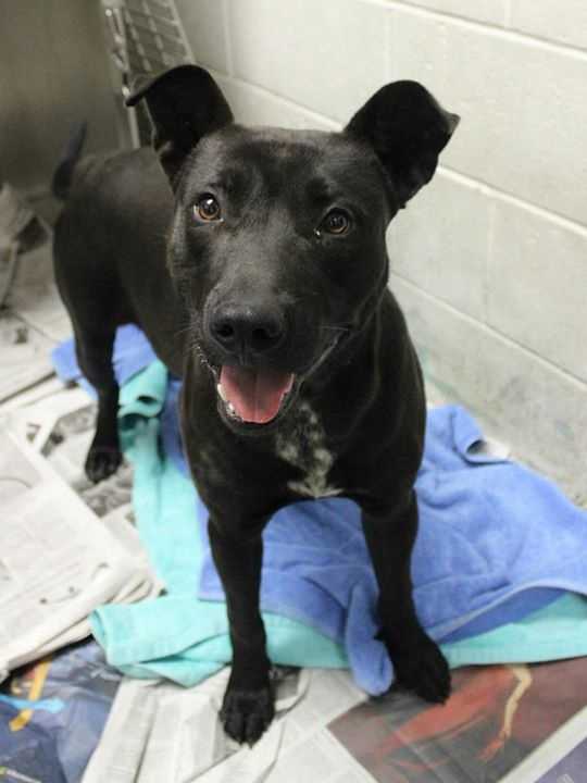 buddy sudbury ma these adorable pets need new homes maybe yours buddy sudbury ma these adorable pets need new homes maybe yours