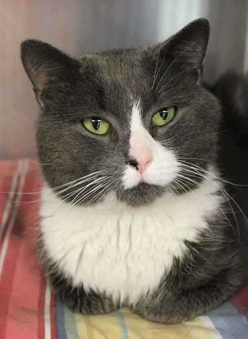 buddy humane society inc these adorable pets need new homes maybe yours buddy humane society inc these adorable pets need new homes maybe yours