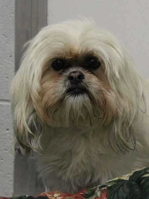 buddy humane society inc these adorable pets need new homes maybe yours buddy humane society inc these adorable pets need new homes maybe yours