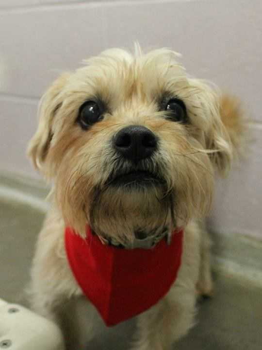 buddy sudbury ma these adorable pets need homes maybe yours buddy sudbury ma these adorable pets need homes maybe yours
