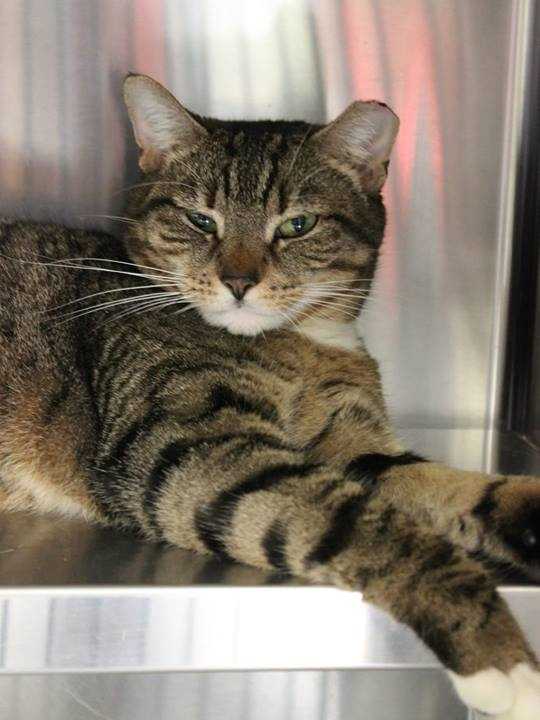 buddy sudbury ma these adorable pets need homes maybe yours buddy sudbury ma these adorable pets need homes maybe yours